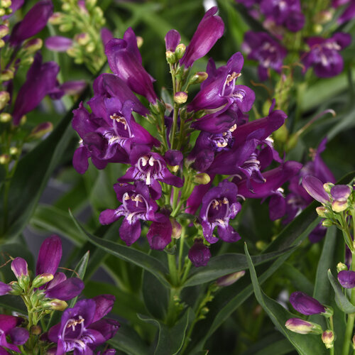 Penstemon barbatus Rock Candy Purple
