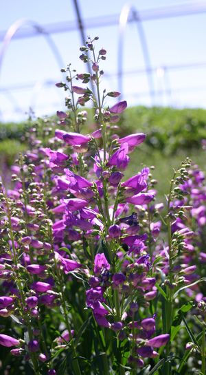Penstemon barbatus