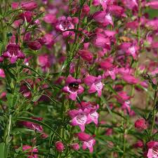 Penstemon mexicali Red Rocks