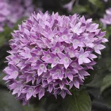 Pentas Starcluster Lavender