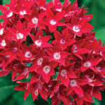 Pentas Starcluster Red