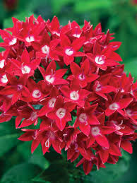 Pentas Starcluster Red