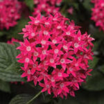 Pentas Starcluster Rose