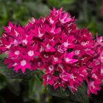 Pentas Starcluster Violet