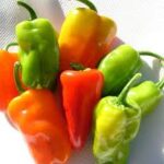 Pepper Cajun Belle (4 Pack)