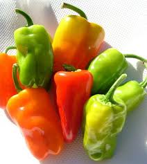 Pepper Cajun Belle