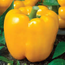 Pepper California Golden