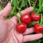 Pepper Sweet Cherry (Single)