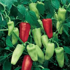 Pepperoncini Italian