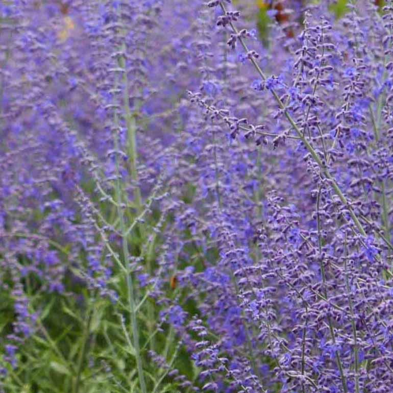 Perovskia atriplicifolia
