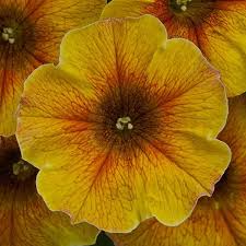 Petchoa SuperCal Premium Carmel Yellow