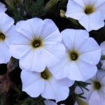 Petchoa SuperCal Premium Pearl White
