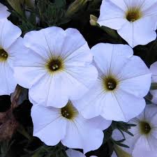 Petchoa SuperCal Premium Pearl White