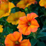 Petchoa SuperCal Premium Sunset Orange