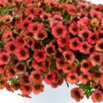 Petunia Cascadias Arizona Sky