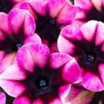 Petunia Crazytunia Blackberry Jam