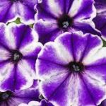 Petunia Crazytunia Blue Ice