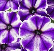 Petunia Crazytunia Blue Ice