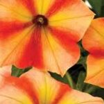 Petunia Crazytunia Citrus Hill