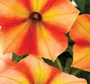 Petunia Crazytunia Citrus Hill
