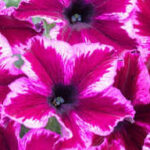 Petunia Crazytunia Cosmic Pink