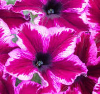 Petunia Crazytunia Cosmic Pink