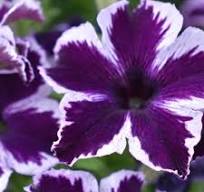 Petunia Crazytunia Cosmic Purple