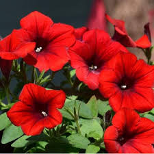 Petunia Crazytunia Gingersnap