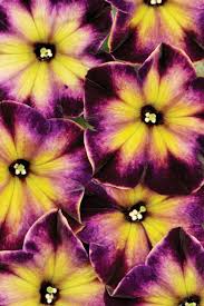 Petunia Crazytunia Moonstruck