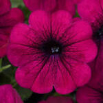 Petunia Headliner Electric Purple