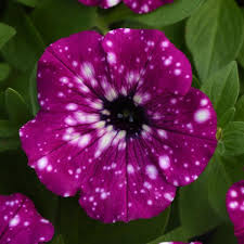 Petunia Headliner Electric Purple Sky