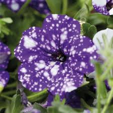 Petunia Headliner Night Sky
