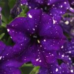 Petunia Headliner Violet Sky