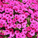 Petunia Itsy Magenta