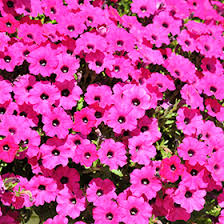 Petunia Itsy Magenta