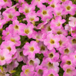 Petunia Itsy Pink