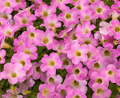 Petunia Itsy Pink