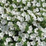 Petunia Itsy White