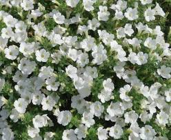 Petunia Itsy White
