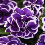Petunia Jewel Frosted Sapphire