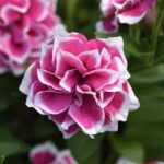 Petunia Jewel Pink Diamond