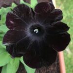 Petunia Ray Black