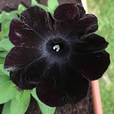 Petunia Ray Black