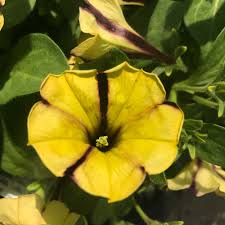Petunia Ray Sunflower
