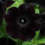 Petunia SlingShot Black Magic