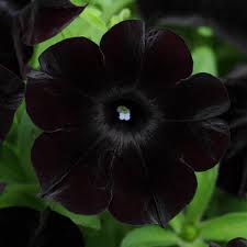 Petunia SlingShot Black Magic