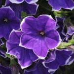 Petunia SlingShot Rhythm and Blues