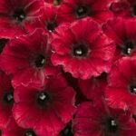 Petunia Supertunia Black Cherry