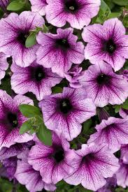 Petunia Supertunia Bordeaux