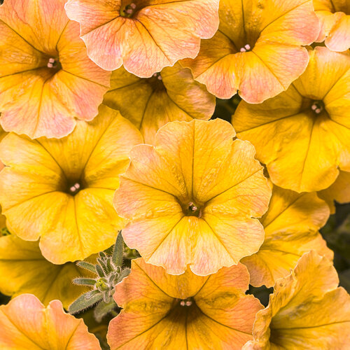 Petunia Supertunia Honey